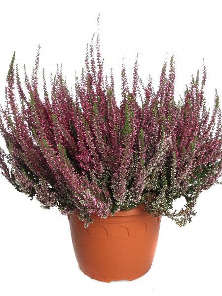 Calluna