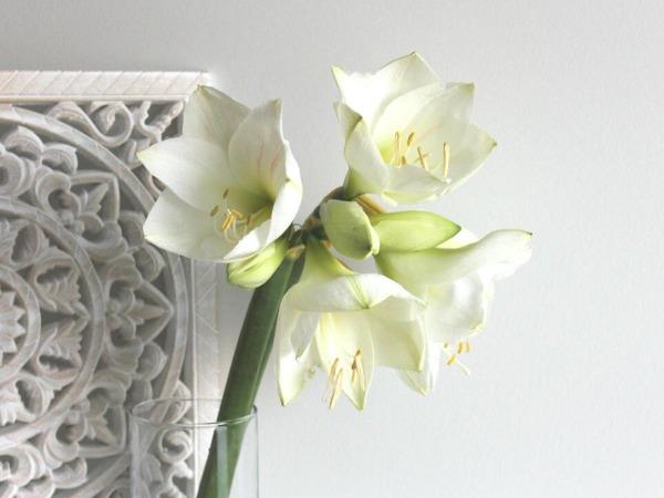 Valkoinen leikkoamaryllis 